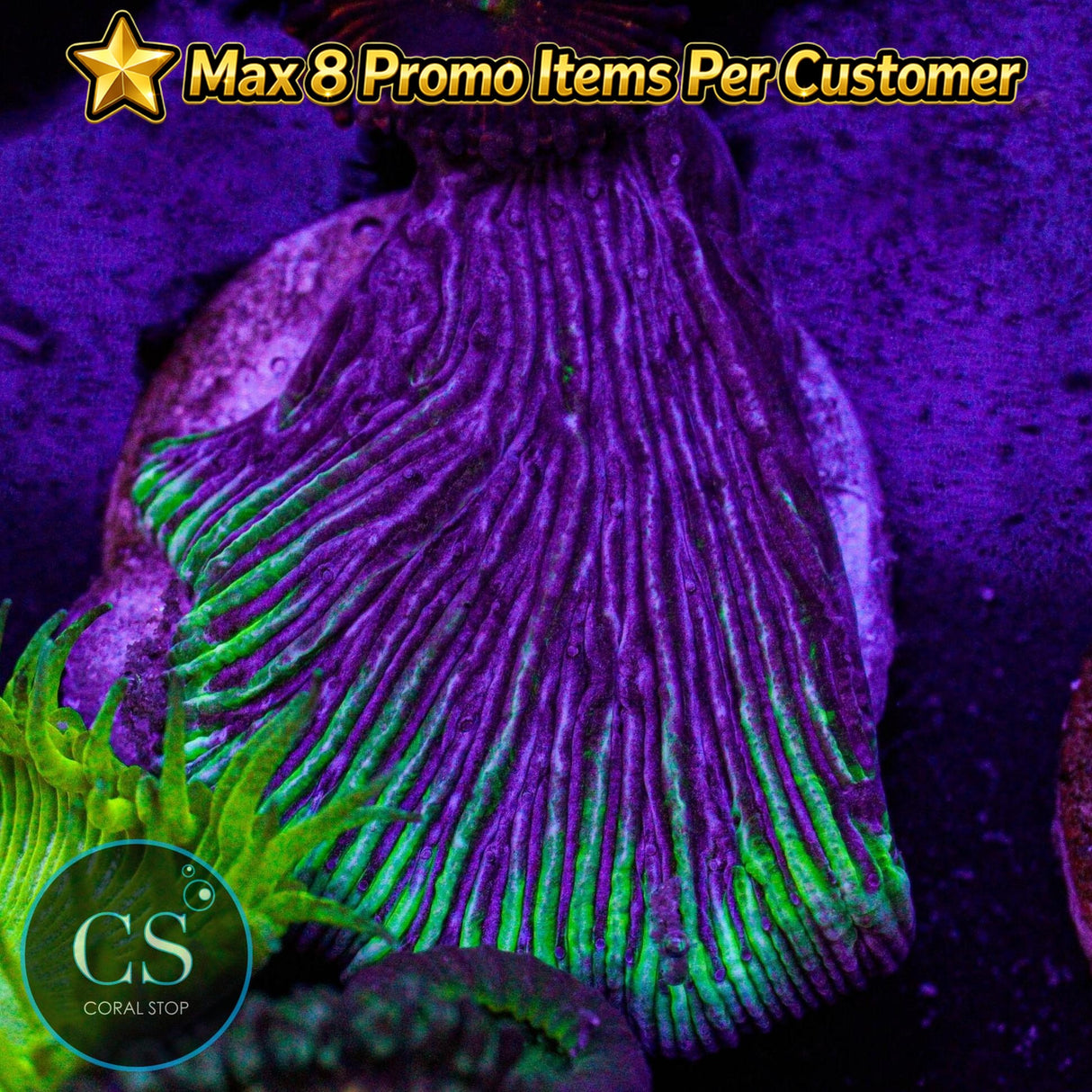 Laser Grape Diaseris Plate