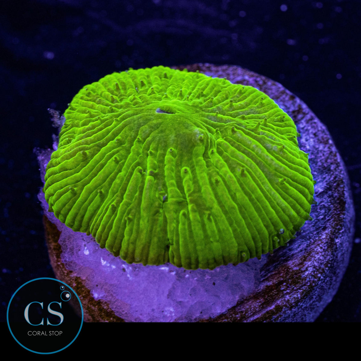Kryptonite Diaseris Plate