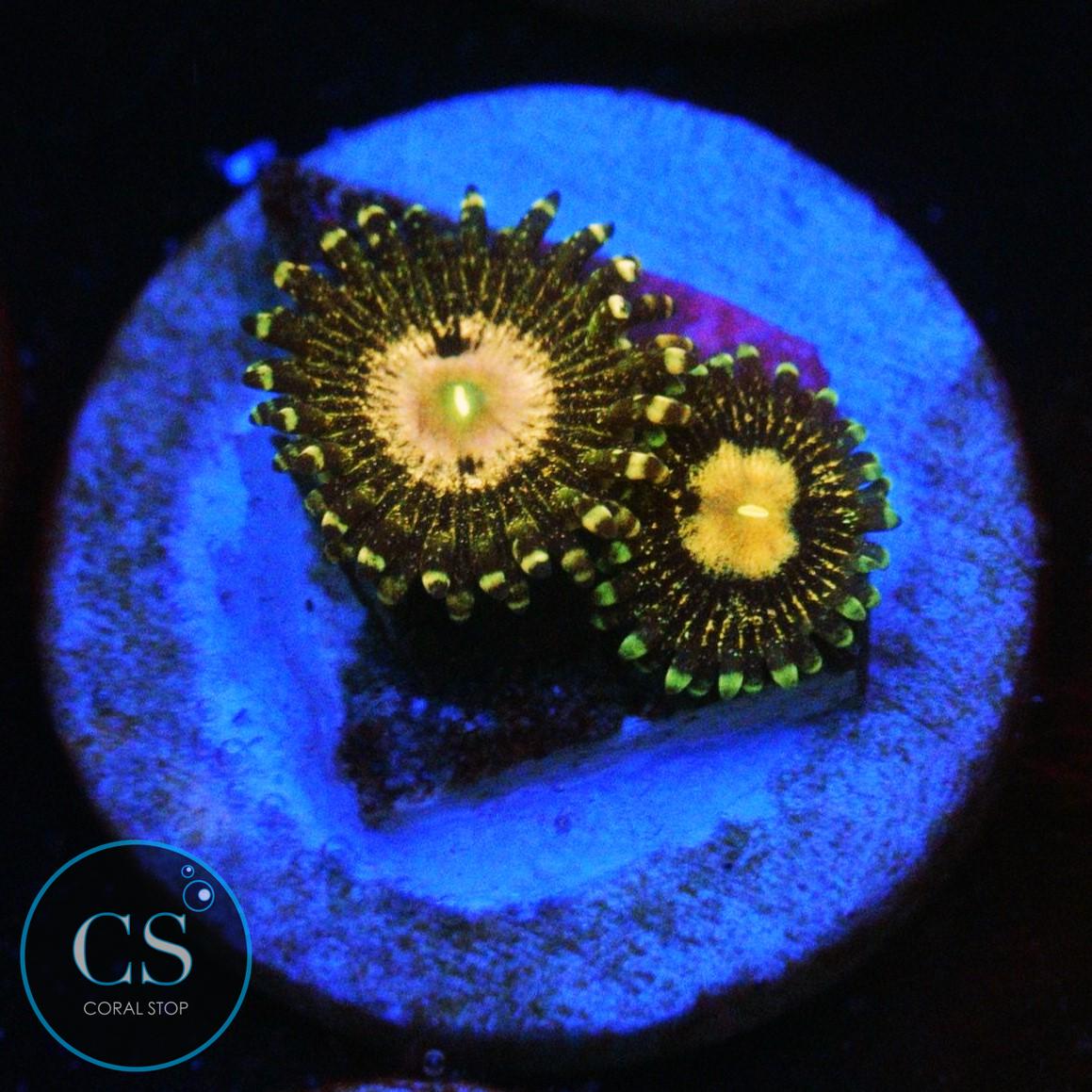 QUEEN KRAKATOA ZOA