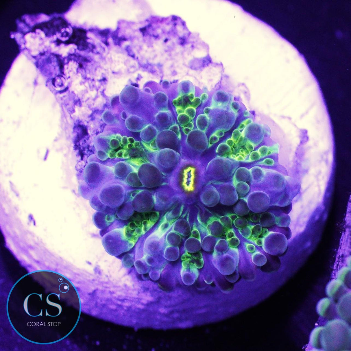 Vietnam Yuma Mushroom