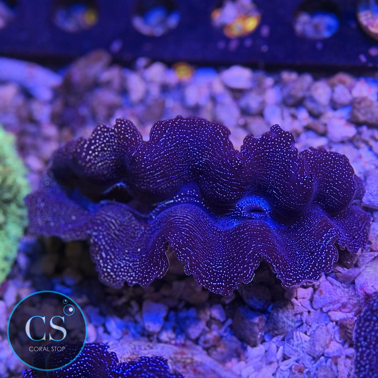3-4" CROCEA CLAM