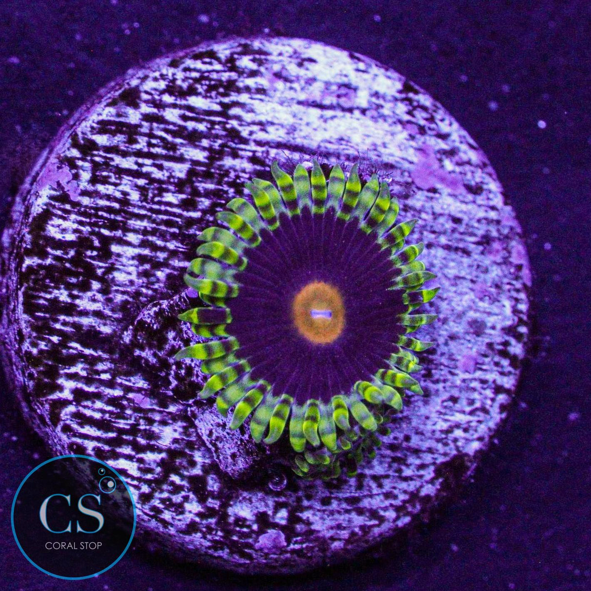 Widow Maker Zoa