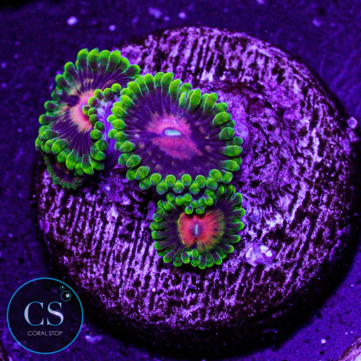 CC Scarlet Fever Zoa