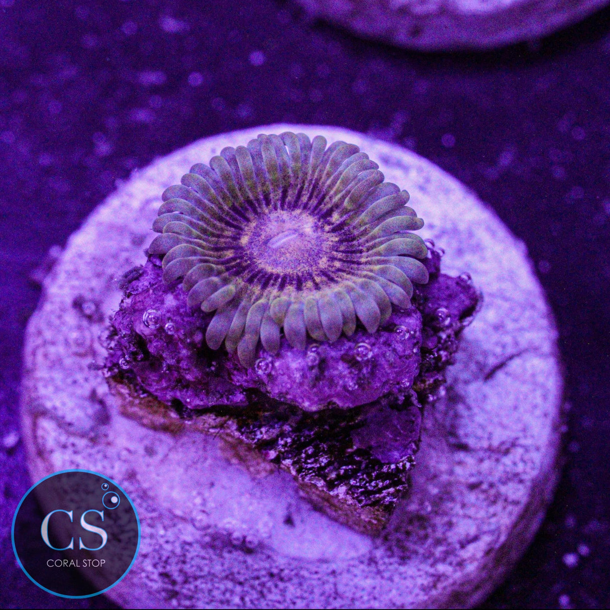NYRA Titan Krakatoa Zoa