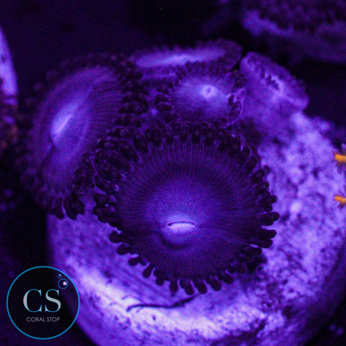 Superman Zoa
