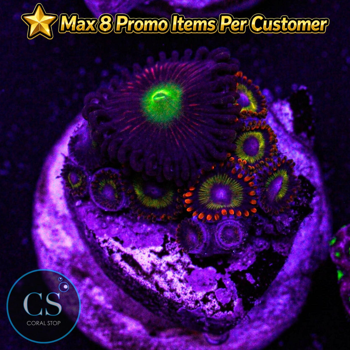Combo Zoa
