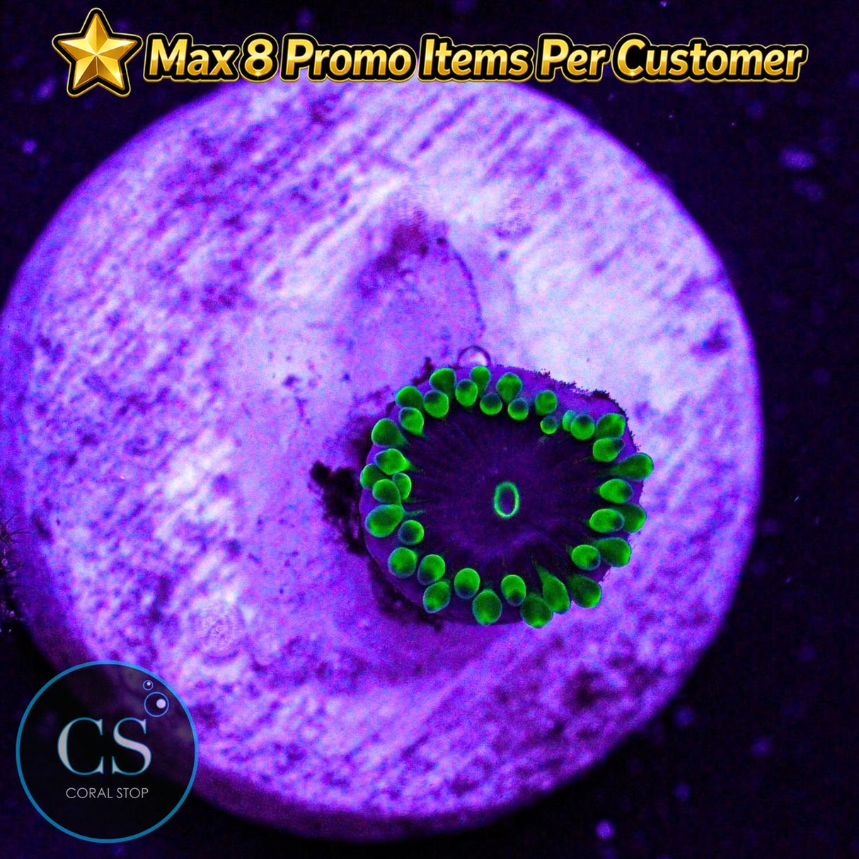 OG Purple "People Eater" Zoa