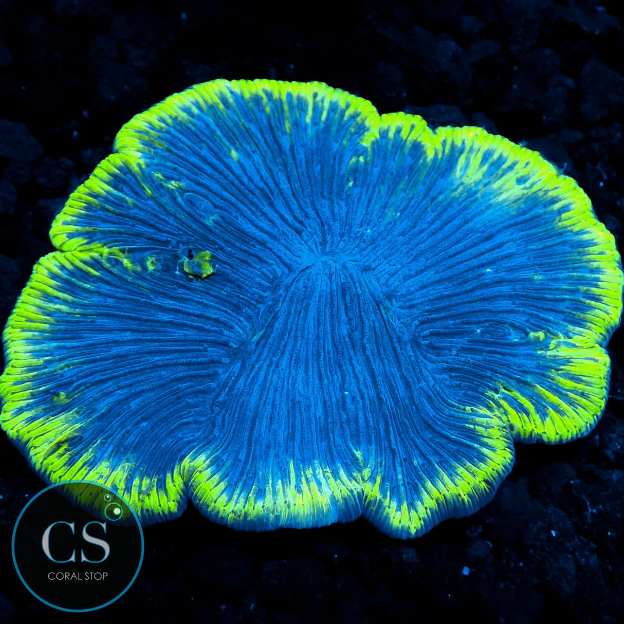 NEON TIDE DIASERIS PLATE CORAL COLONY 2-3"