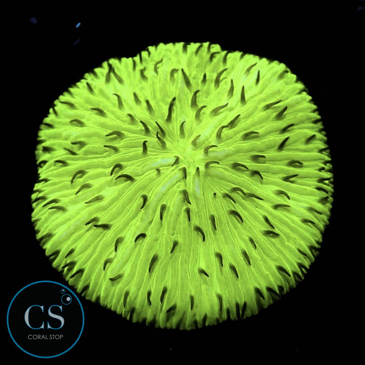 Mint Chocolate Chip Plate