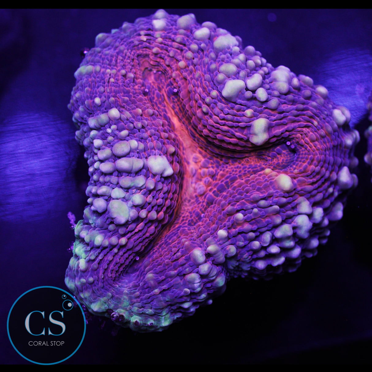 Infinity Gauntlet Lobo