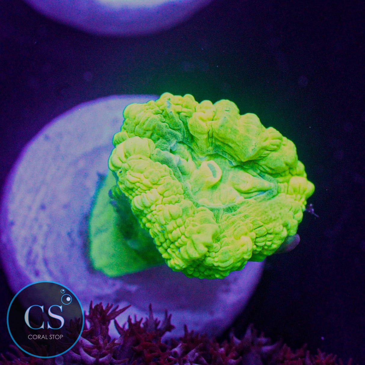 Kryptonite Candy Cane