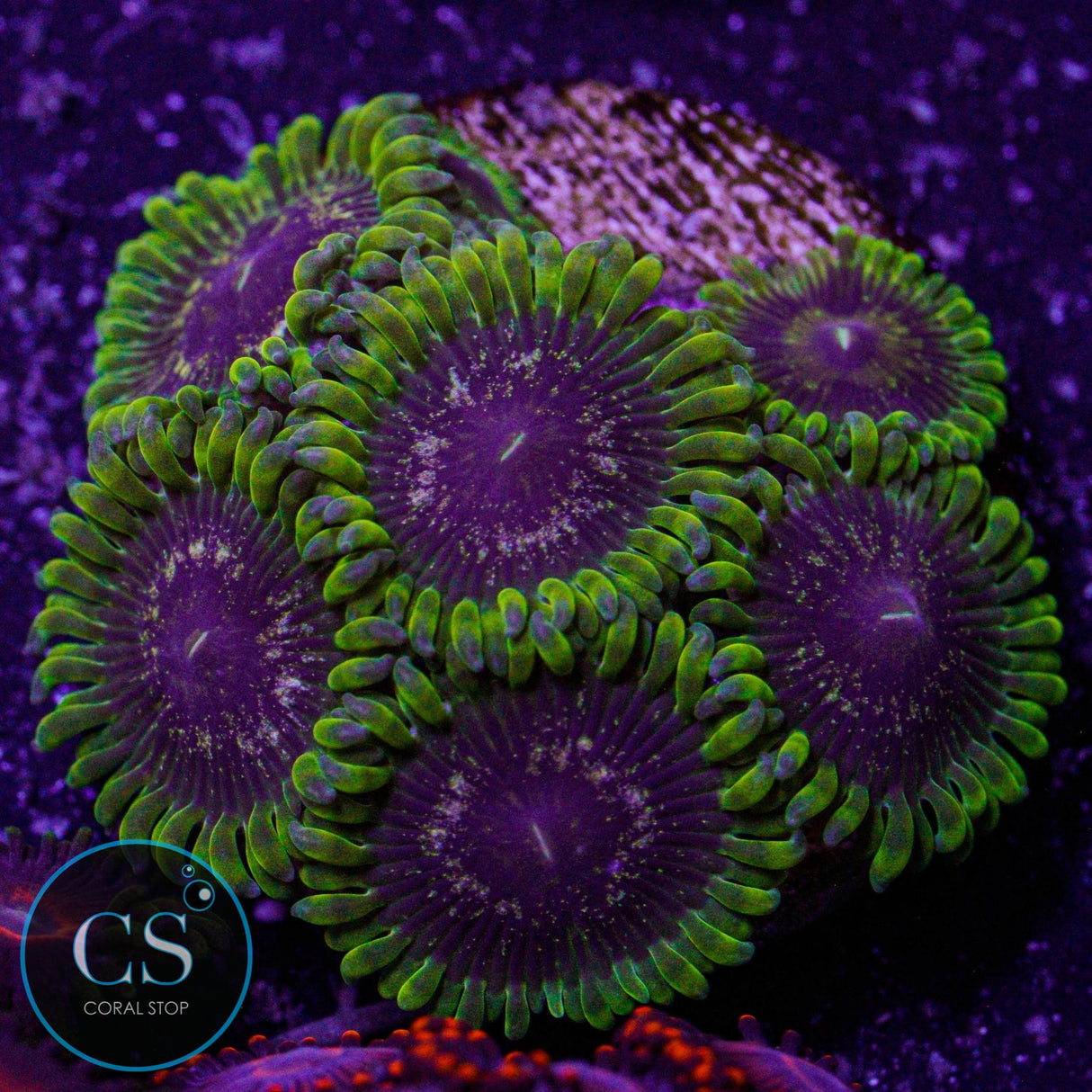 IA Purple Velour Zoa