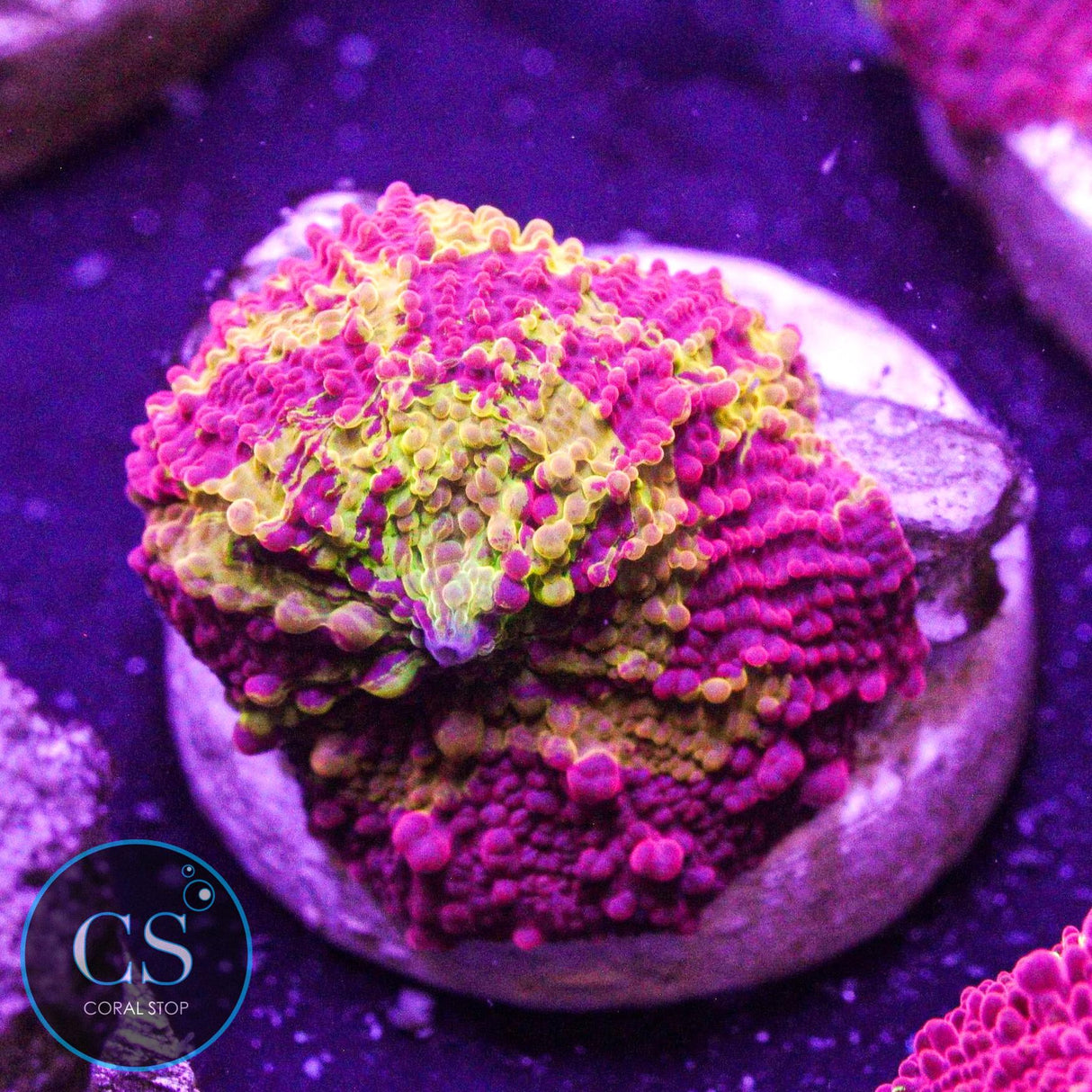 Morning Star Jawbreaker Mushroom