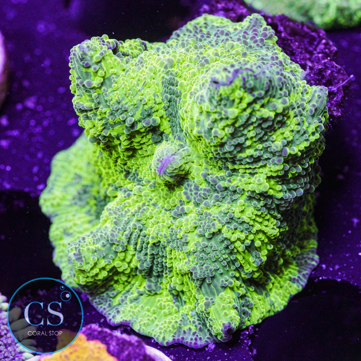 Kryptonite Jawbreaker Mushroom