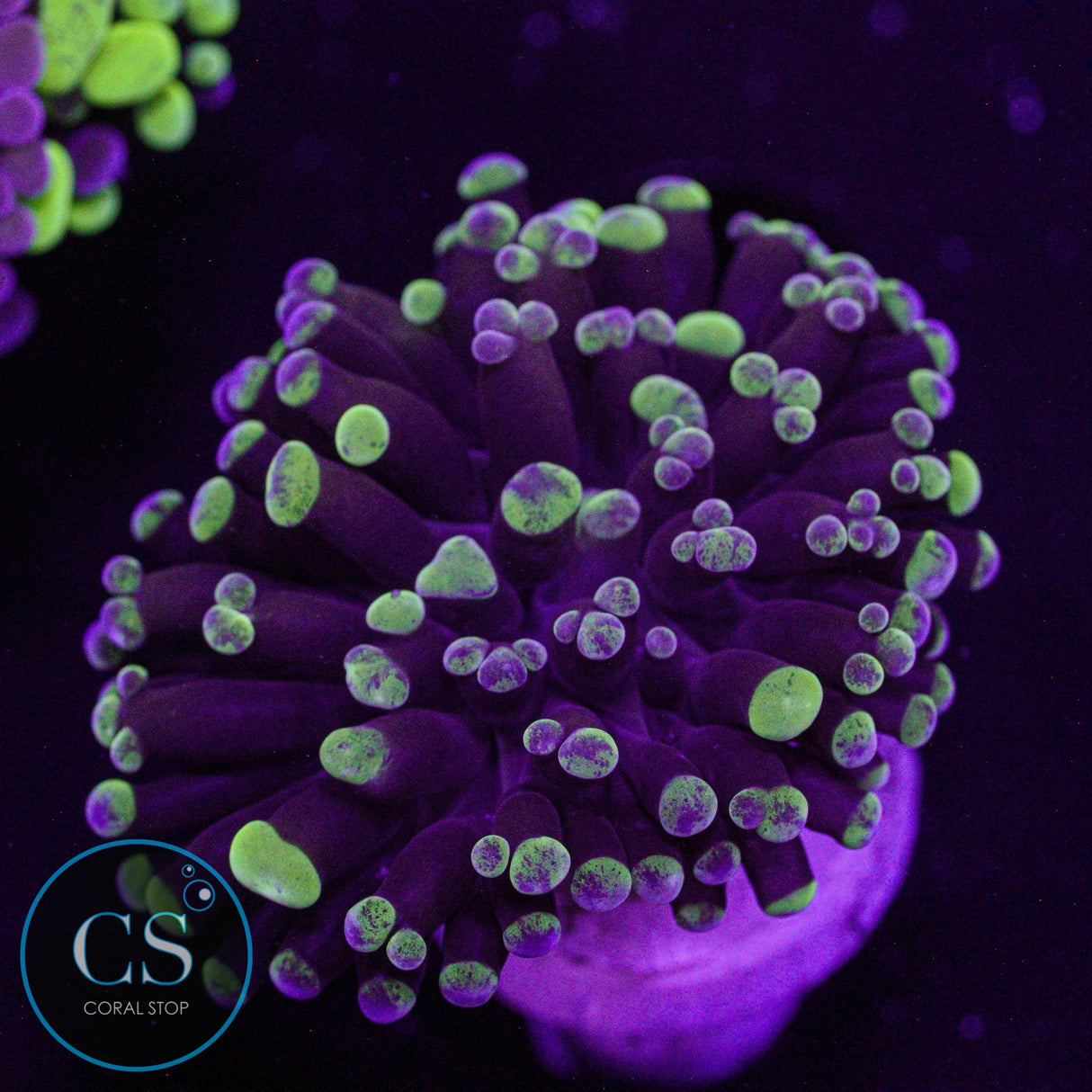 Splatter Cristata