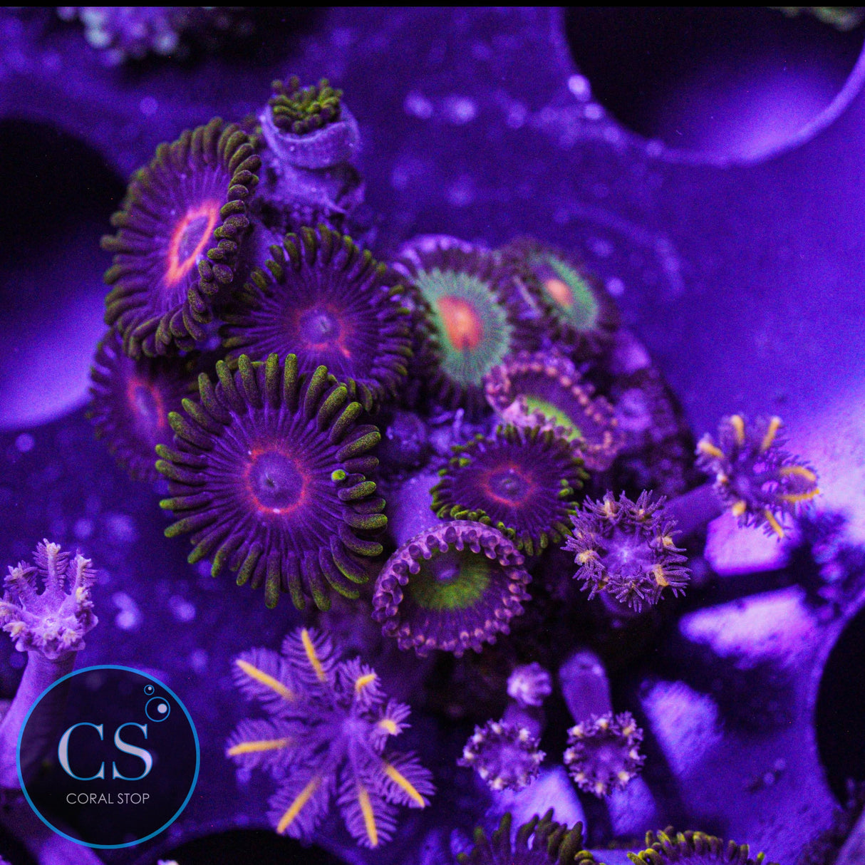 Combo Zoa