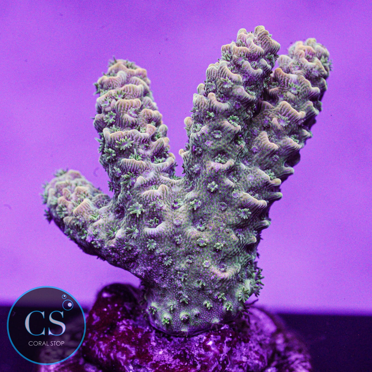 CS Tropical Vibe Milli