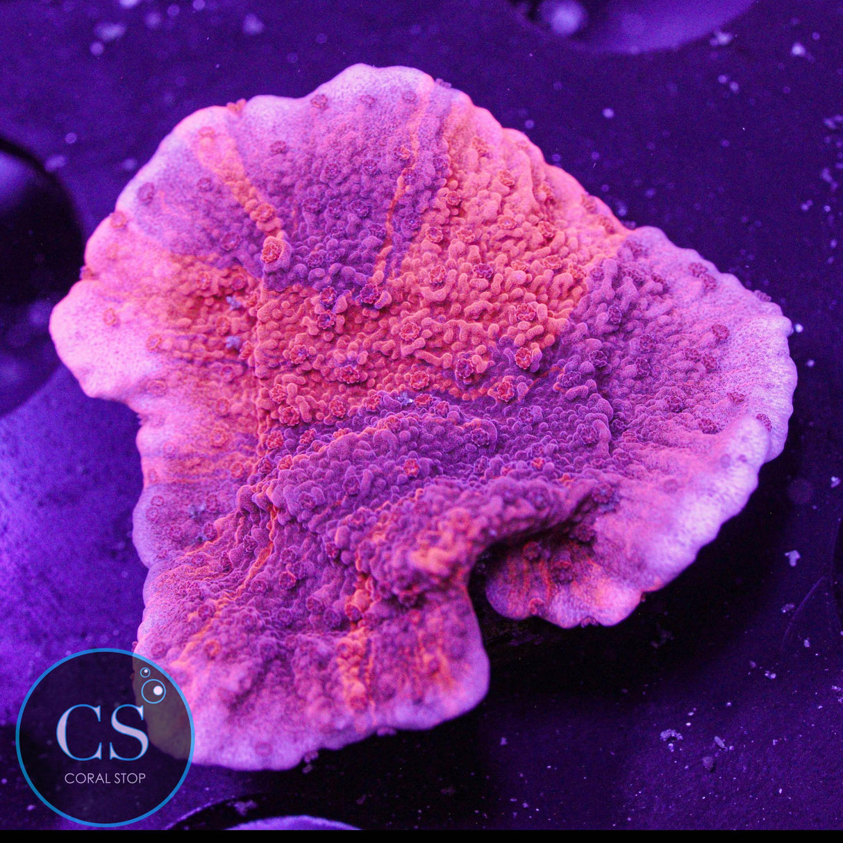 Cherry Garcia Grafted Montipora