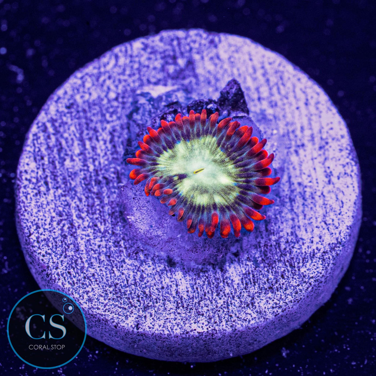 Double Dare Zoa