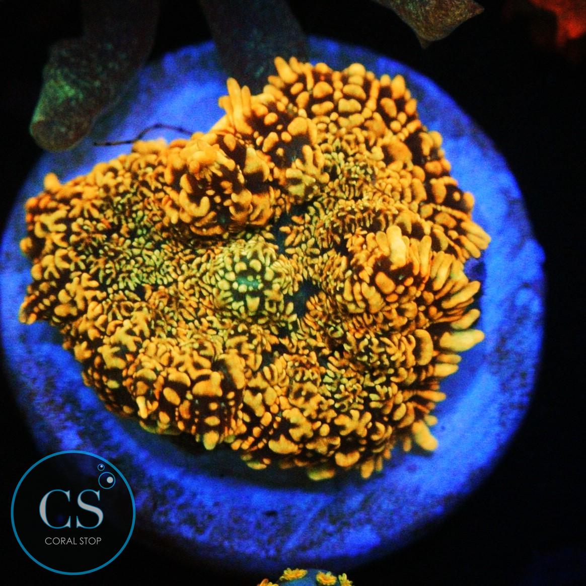 FLAME FIELD MUSHROOM