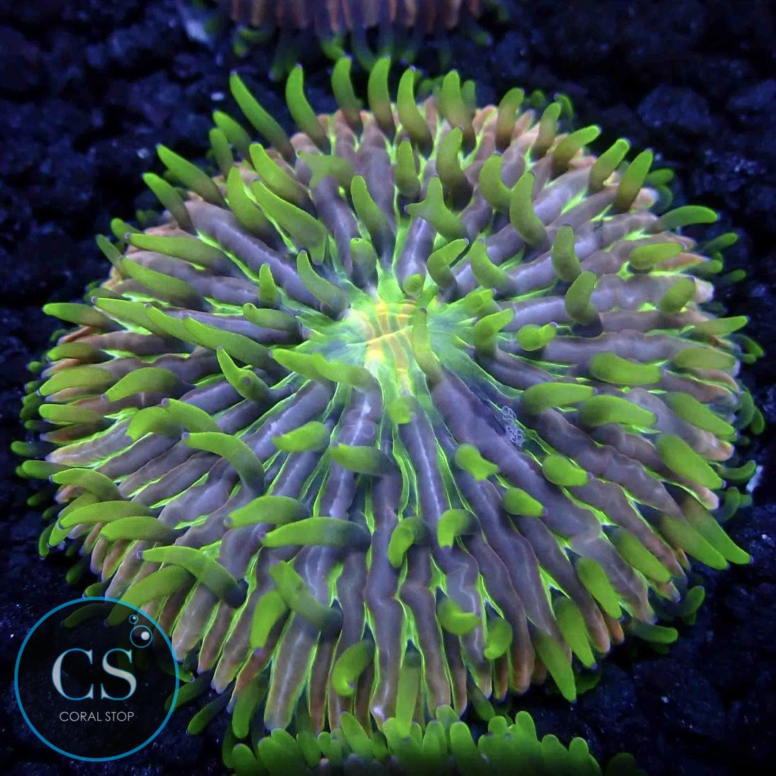 Fuzzy Fungia Plate Coral