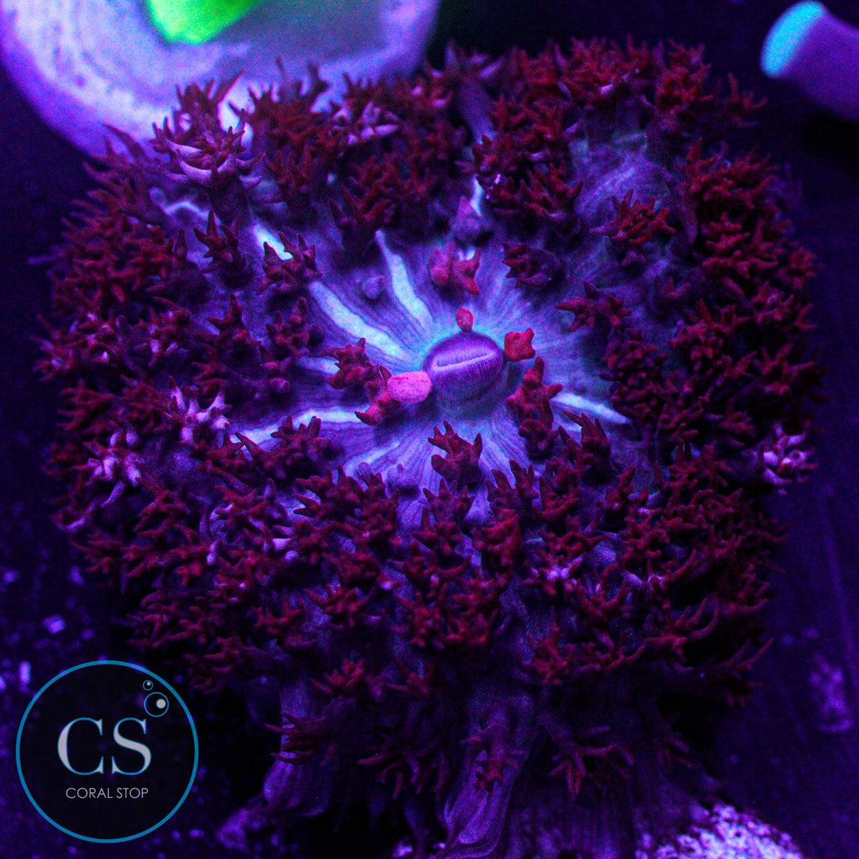 Red St Thomas Mushroom