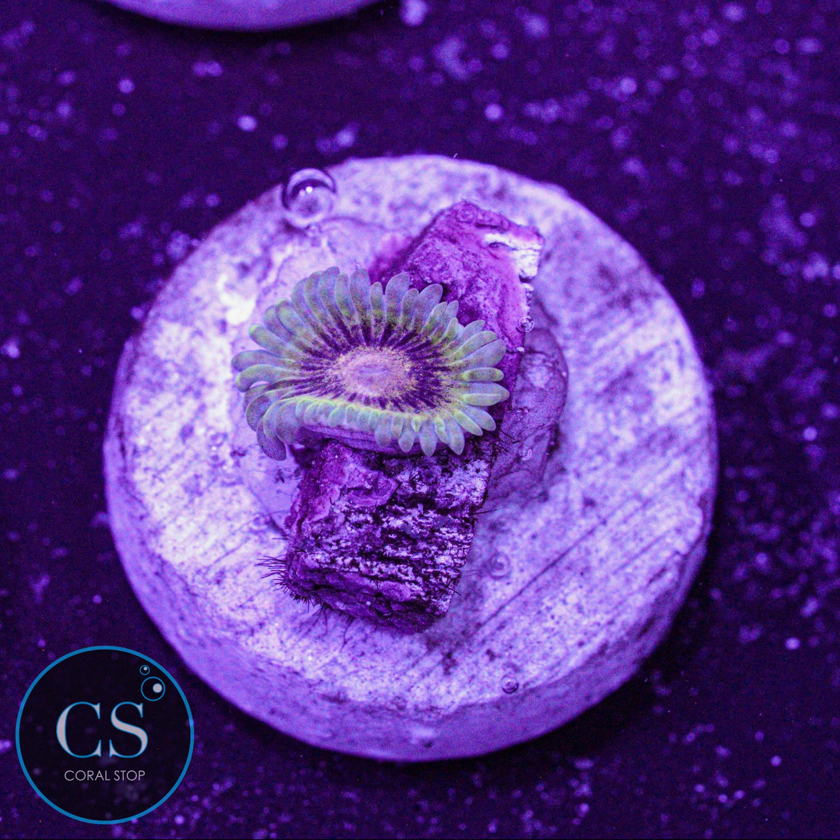 NYRA Titan Krakatoa Zoa