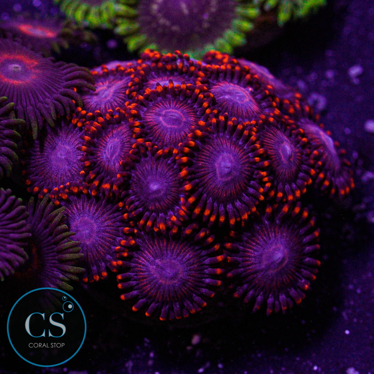 WWC Twizzlers Zoa