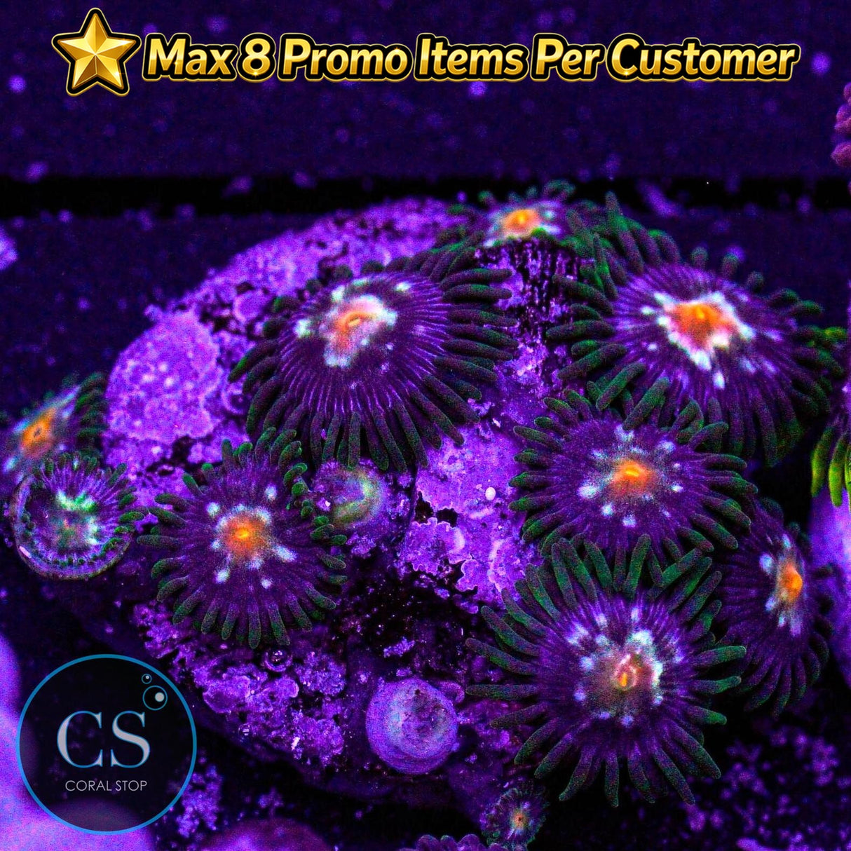 JF Stargazer Zoa