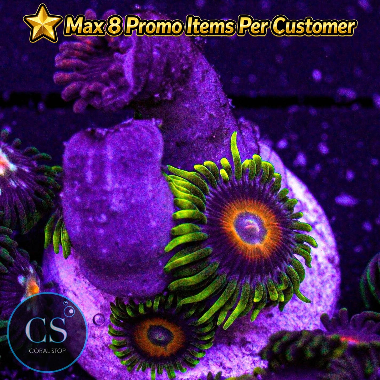 Combo Zoa