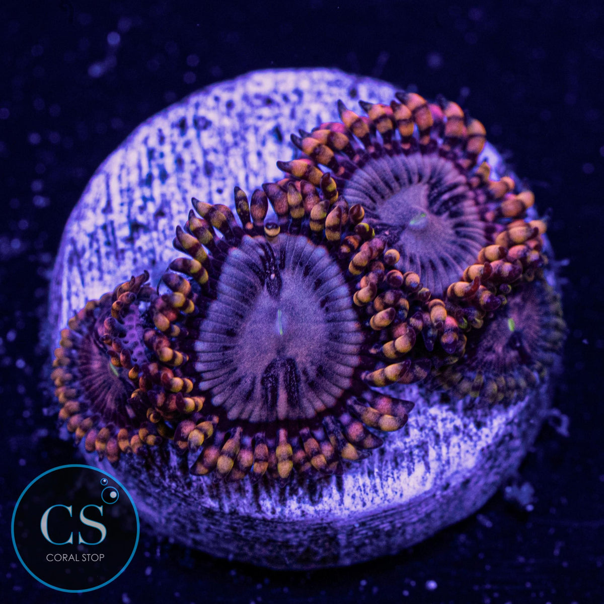RR Koala Eye Zoa