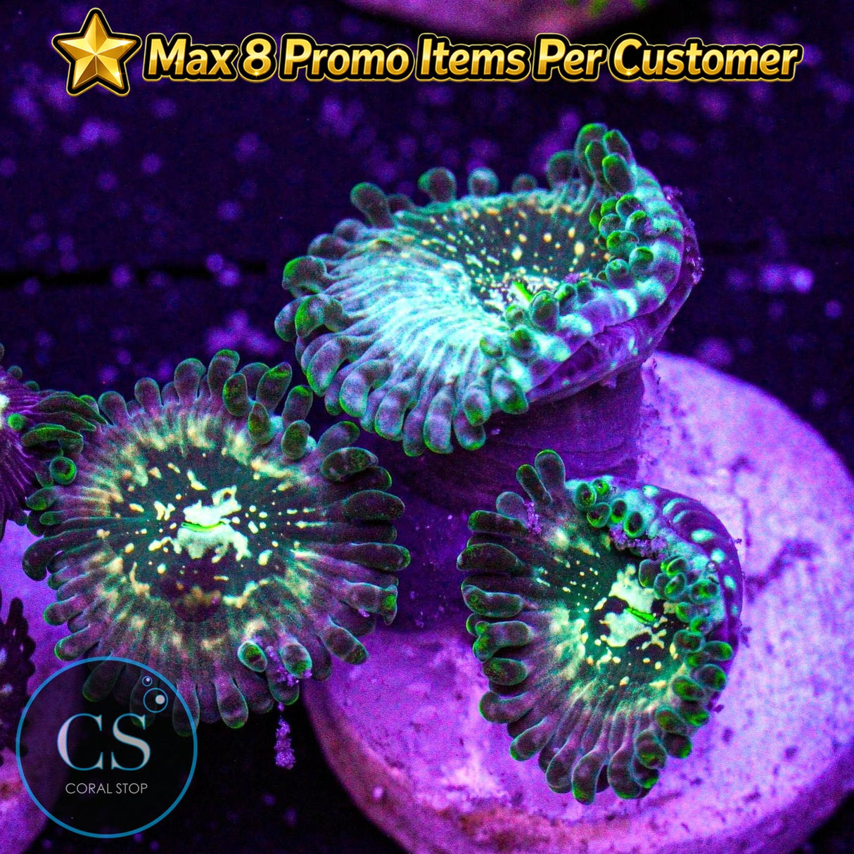 Hawaiian Ding Dang Zoa