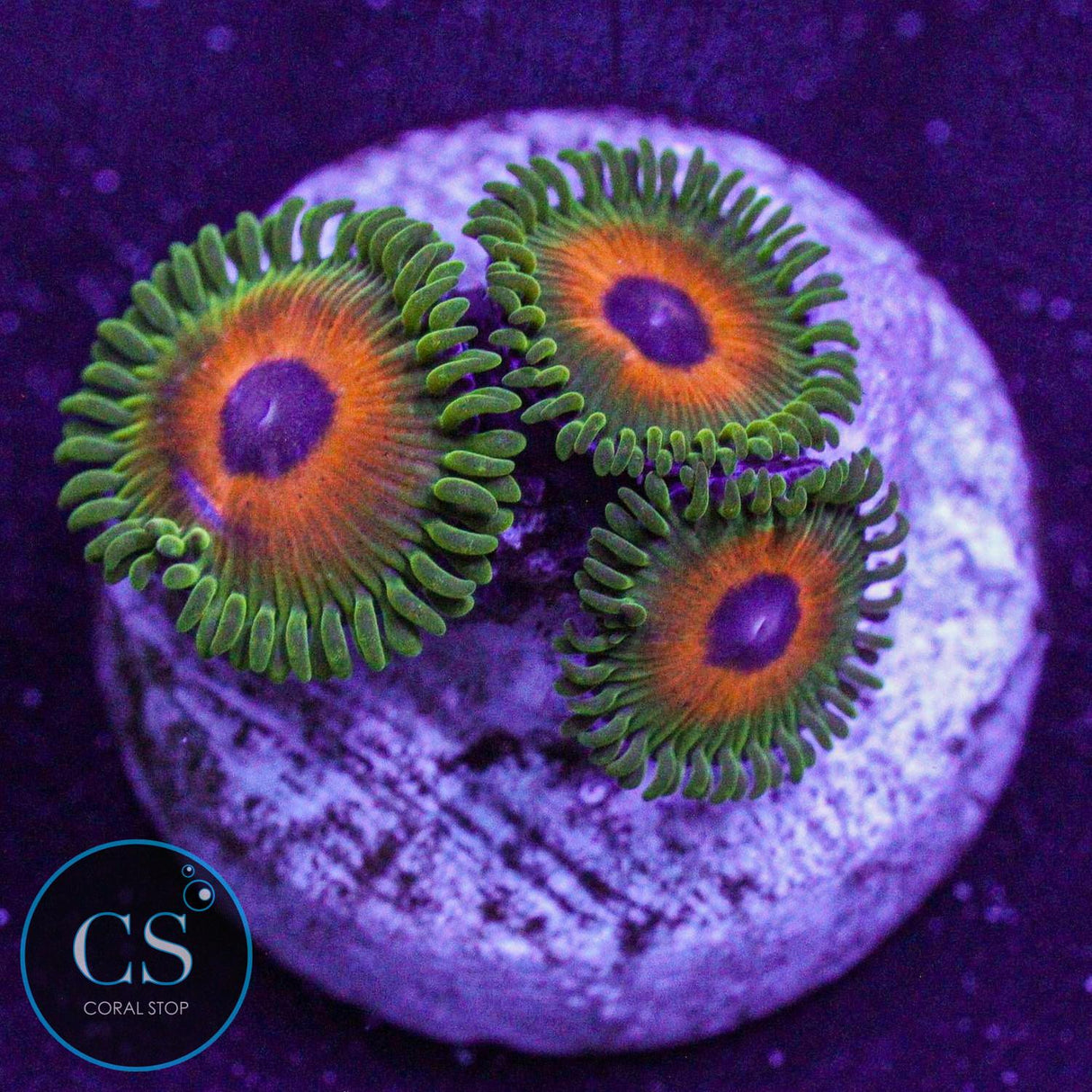 Reverse Rasta Zoa