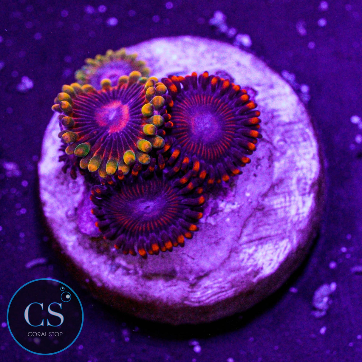 WWC Twizzlers Zoa