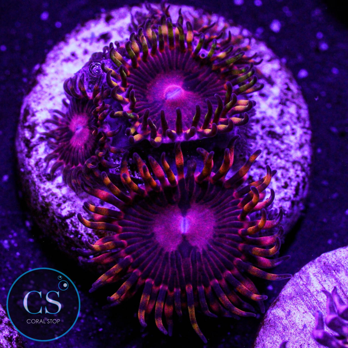 SBB Aphrodite Zoa