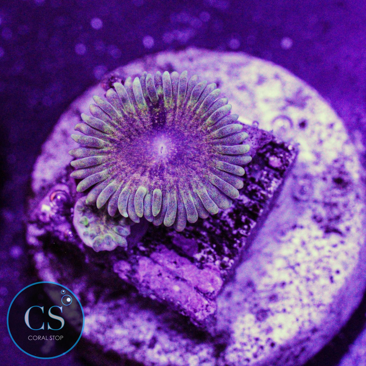 IA Meteor Dust Zoa