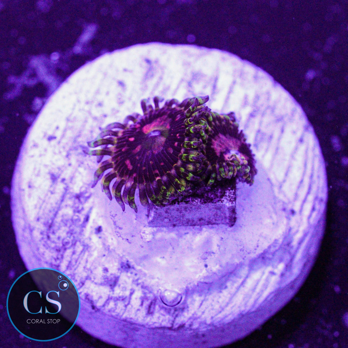 Big R Space Chaos Zoa