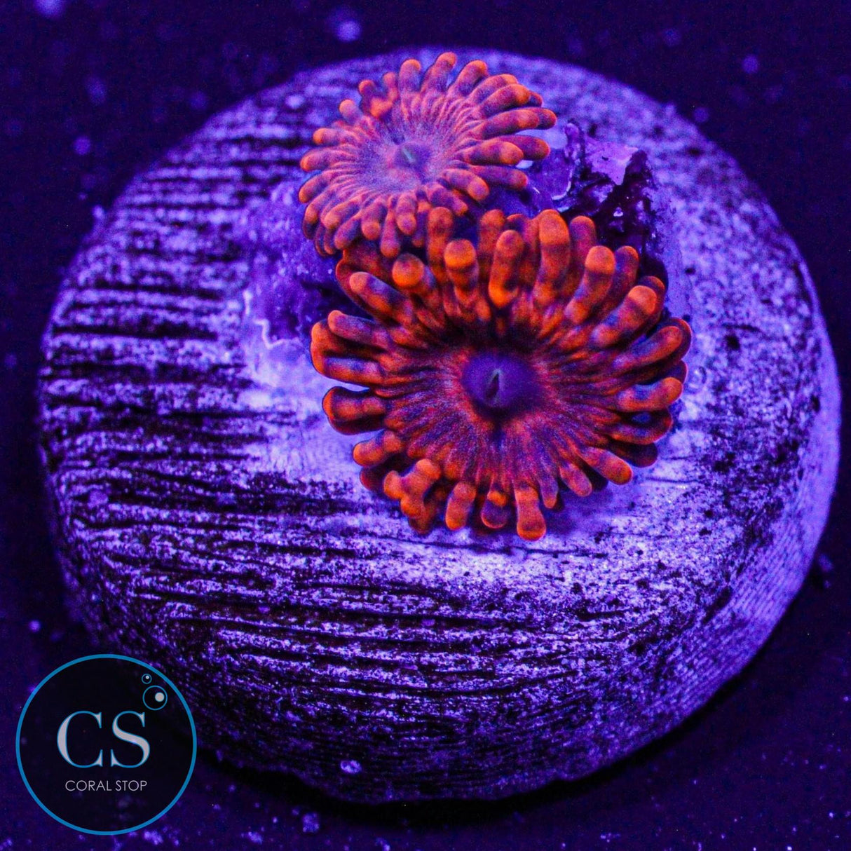 ARC Playdoh Zoa