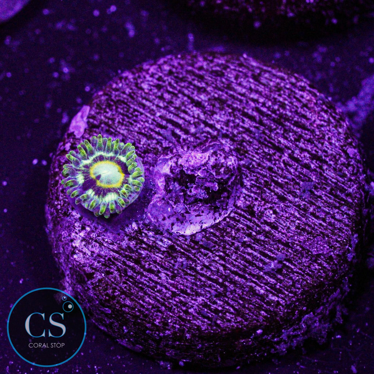 Spectral Hornet Zoa