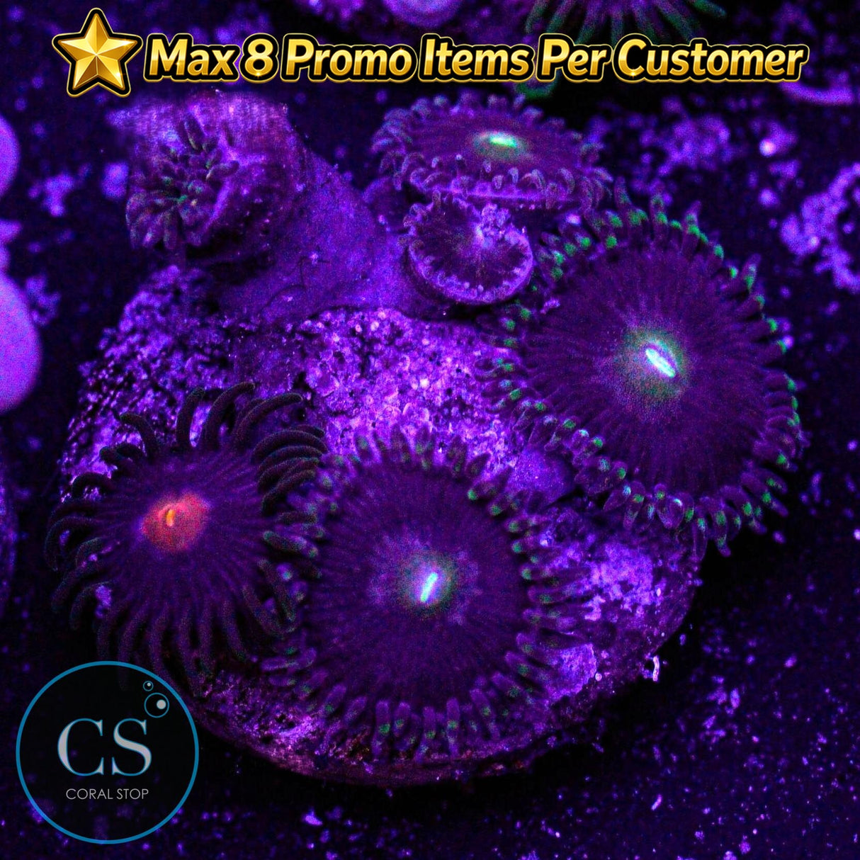 Combo Zoa