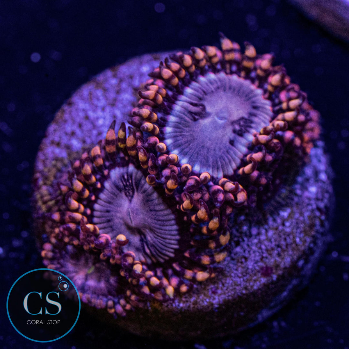 RR Koala Eye Zoa