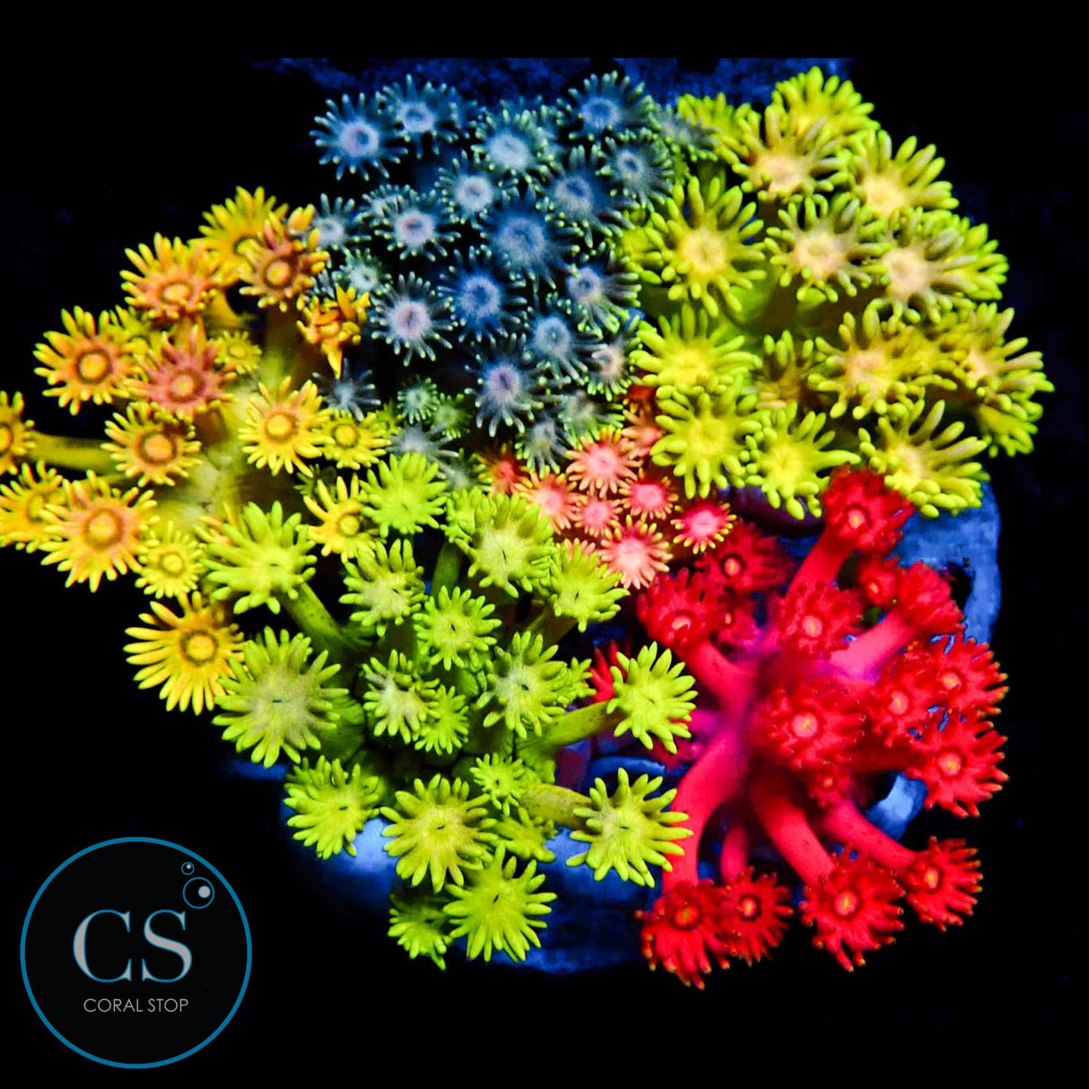 RAINBOW GONI BOUQUET