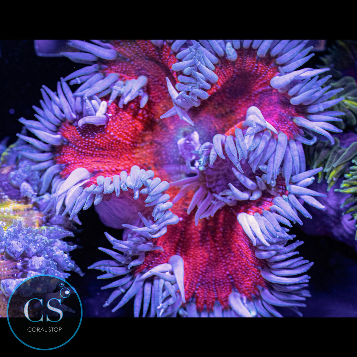 Ghost Of Valentine Rock Flower Anemone