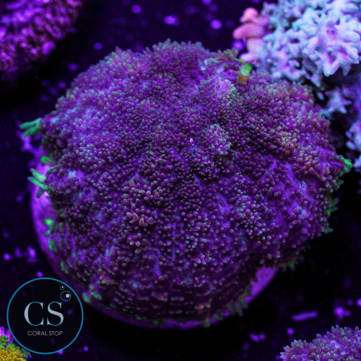 CS Midnight Embers Mushroom