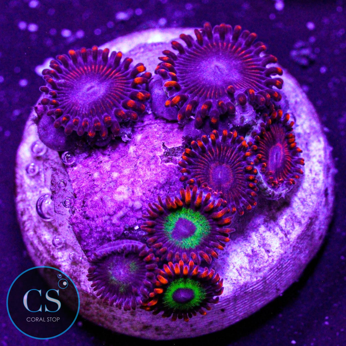 WWC Twizzlers Zoa
