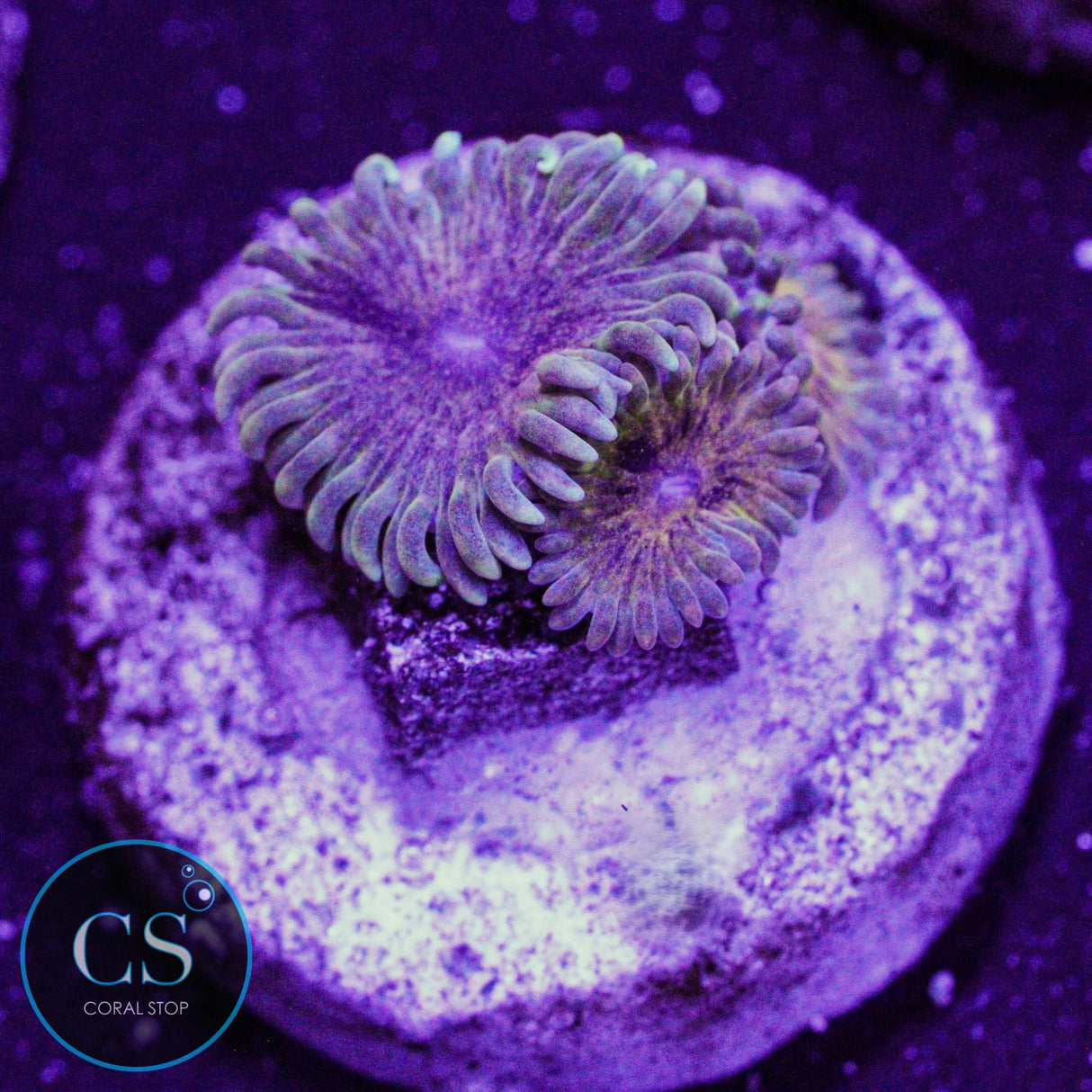 IA Meteor Dust Zoa
