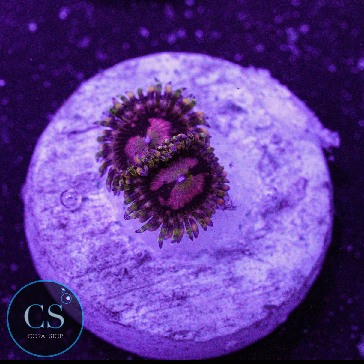 Big R Space Chaos Zoa