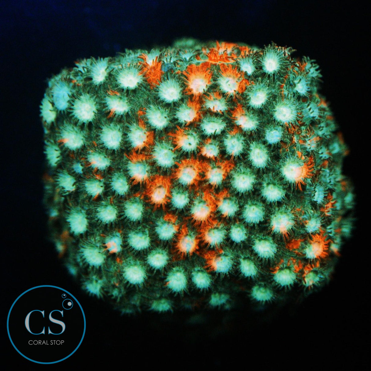 JF FENDER BENDER CYPHASTREA