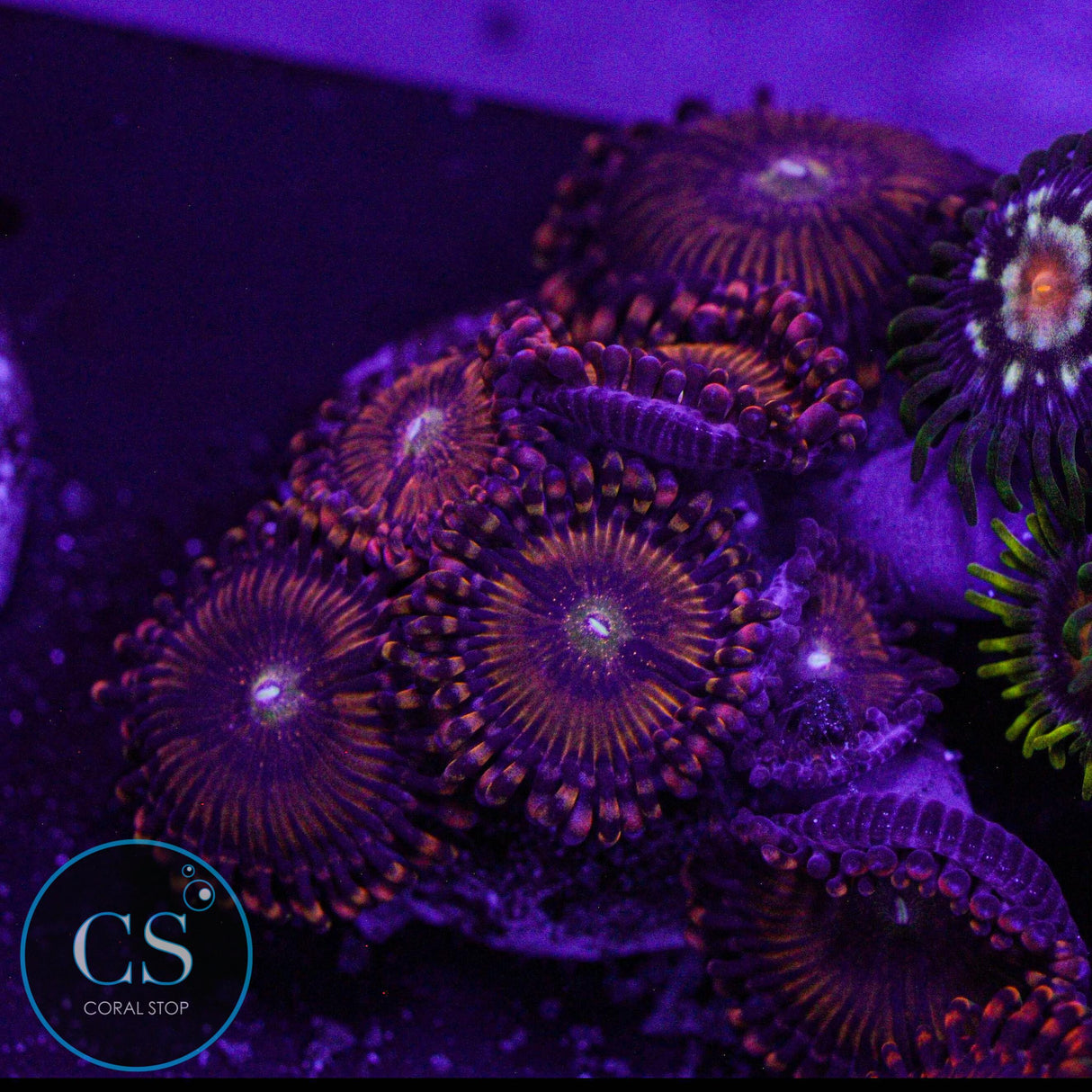 Rainbow Sakura Zoa