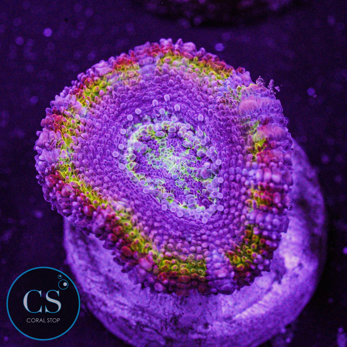 CS New Release Royal Flush Acan